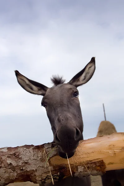 Photo of a cute  donkey on the farm — Stock Photo, Image