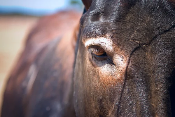 Foto de un burro lindo en la granja —  Fotos de Stock