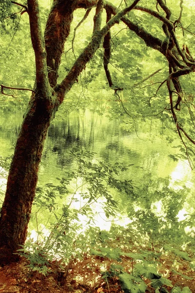 Kaunis puu järvellä heijastus — kuvapankkivalokuva