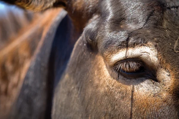 Donkey close up portrait — Stock Photo, Image