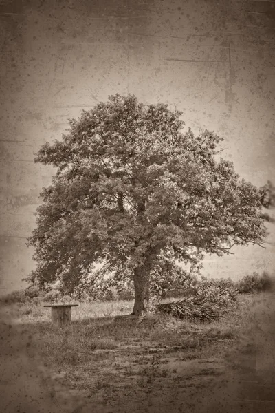 Grunge texturou koláž - dubový strom — Stock fotografie