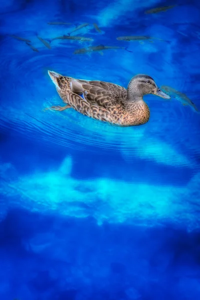Утка плавает в голубом озере — стоковое фото