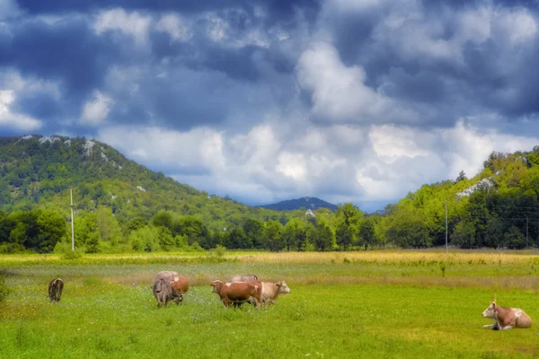 Cows on a meadow — Stock Photo, Image