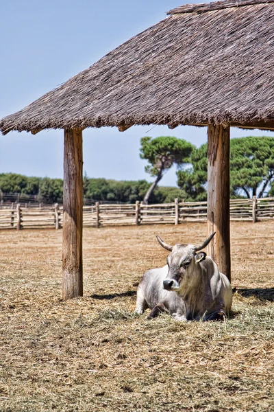 Vache en pâturage — Photo