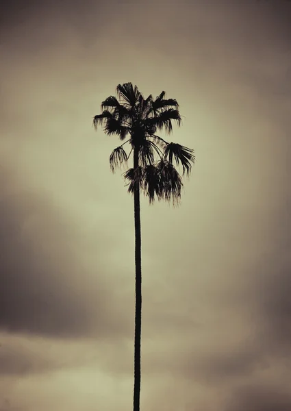 Palmiye ağacı, retro tarzı sanatsal fotoğraf tonda. — Stok fotoğraf