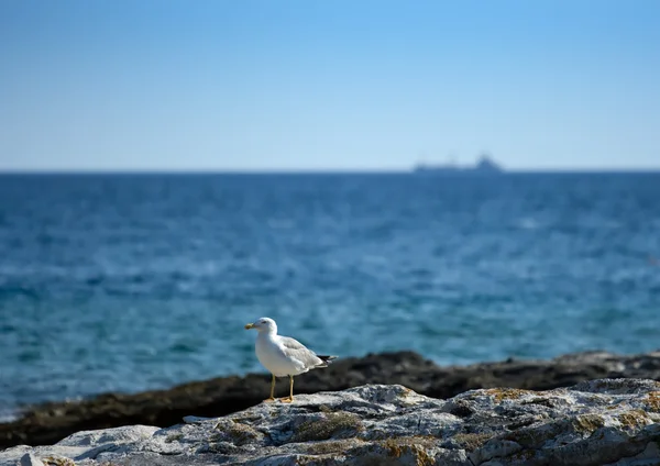 Gaivota na praia rochosa — Fotografia de Stock