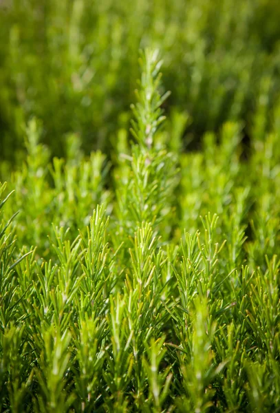 Biberiye arka plan, taze bitki büyüme, kokulu baharat, alternatif bitkisel ilaç, gıda için aromatik baharat — Stok fotoğraf