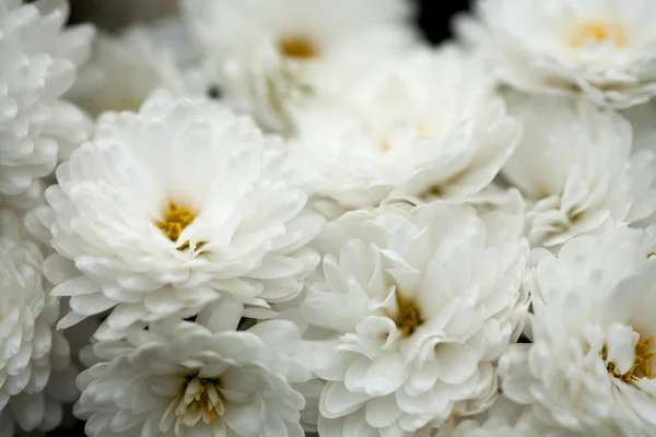 Arte eccellente di primo piano, fiori — Foto Stock