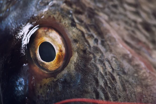 Fisk öga på nära håll — Stockfoto