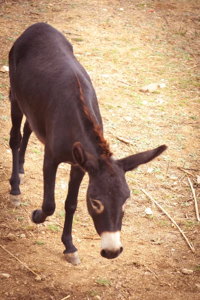 European donkey on the farm — Stock Photo, Image