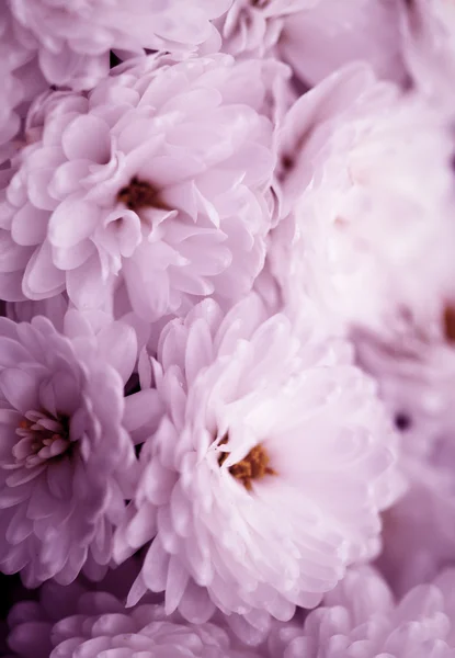 Λεπτή τέχνη του close-up, λουλούδια — Φωτογραφία Αρχείου