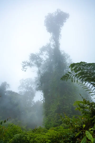 Indonesiska regnskogen — Stockfoto