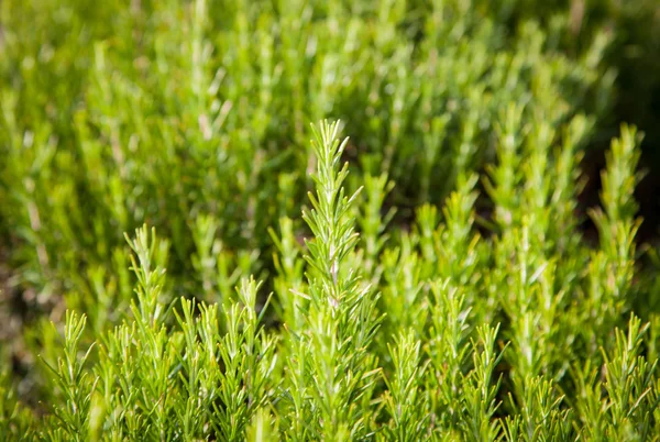 Biberiye arka plan, taze bitki büyüme, kokulu baharat, alternatif bitkisel ilaç, gıda için aromatik baharat — Stok fotoğraf