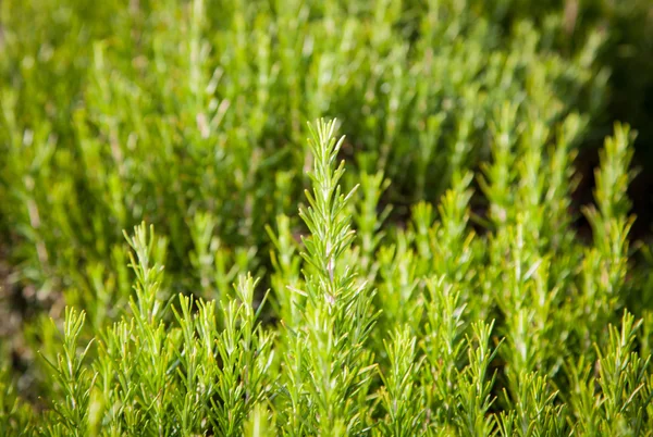 Fond de romarin, croissance de plantes fraîches, épices parfumées, herbes médicinales alternatives, épices aromatiques pour aliments — Photo