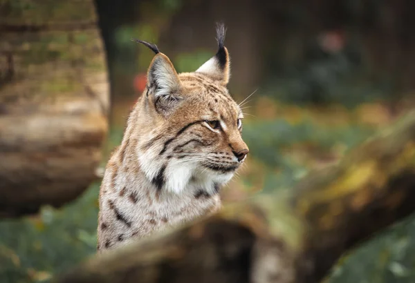 Euraziatische lynx in bos — Stockfoto