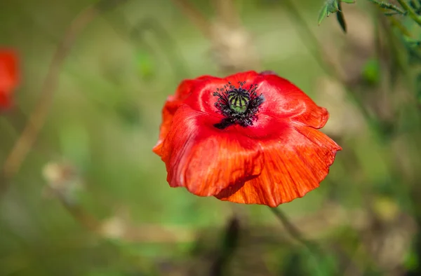 Rode papavers op de weide — Stockfoto