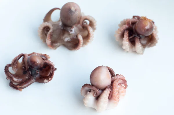 Baby octopus (Moscardini) — Stock Photo, Image