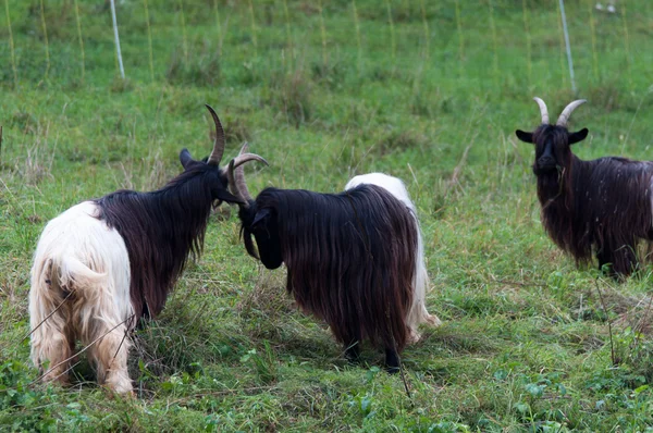 Valais Blackneck Goats — Stock Photo, Image