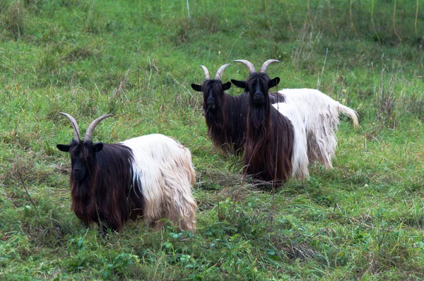 Valais Blackneck Goats — Stock Photo, Image