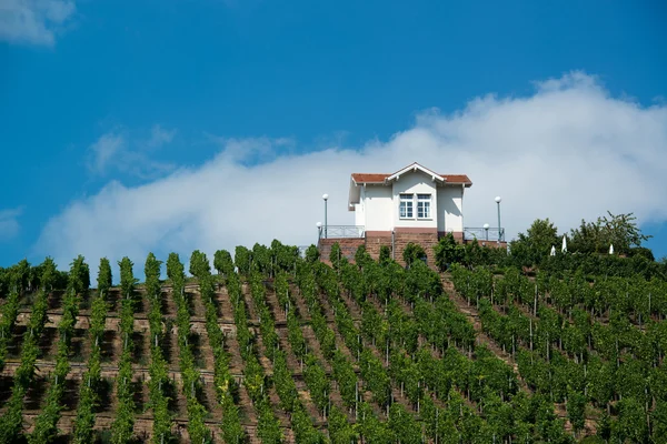Villa in vineyards — Stock Photo, Image