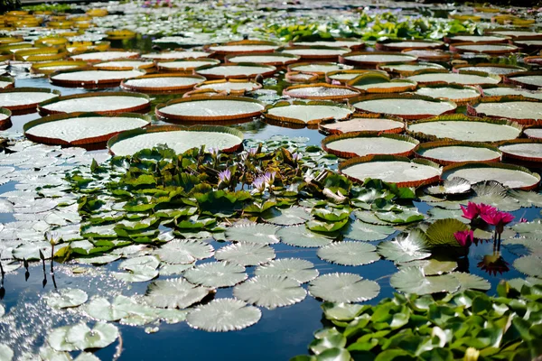 Великолепные водяные лилии — стоковое фото