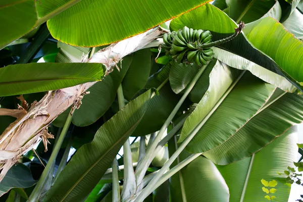 Green bananas on a tree — Stock Photo, Image