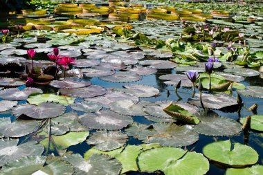 muhteşem nilüferler