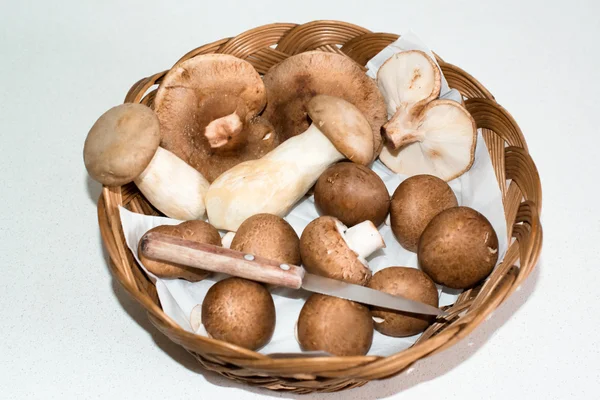 Champignons collectés — Photo