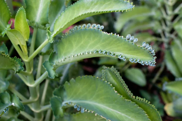 Hojas de Kalanchoe — Foto de Stock