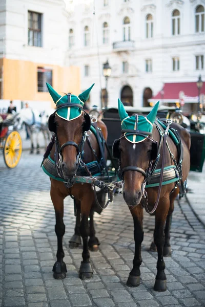 马和马车，维也纳 — 图库照片