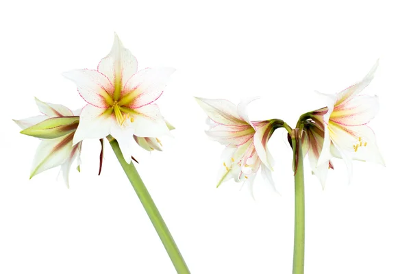 Beyaz nergis zambağı çiçek — Stok fotoğraf