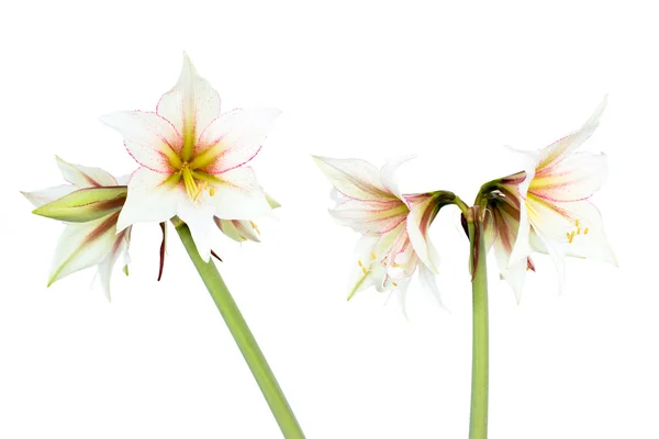 Weiße Amaryllis-Blüte — Stockfoto