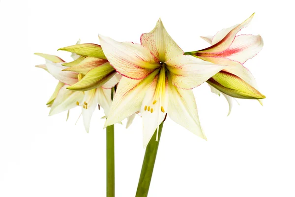Amarylis bílá květ — Stock fotografie