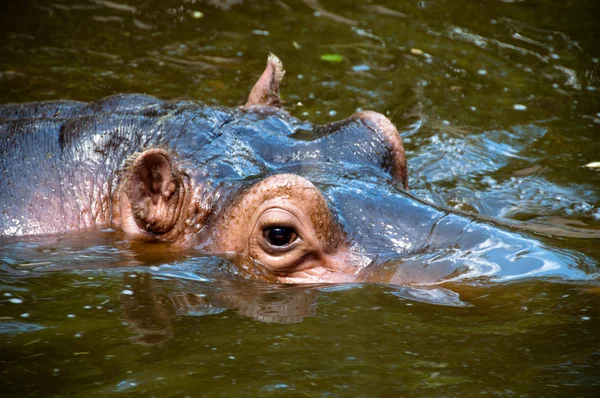 Happy Hippo Portrait Stock Image