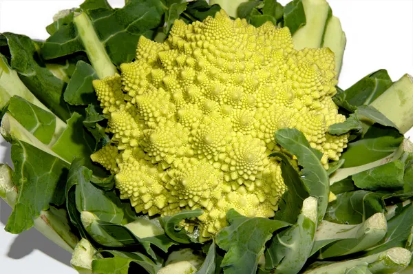 Romanesco - italian broccoli — Stock Photo, Image