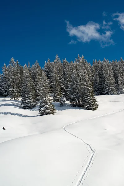 Sneeuwschoentrails sporen — Stockfoto