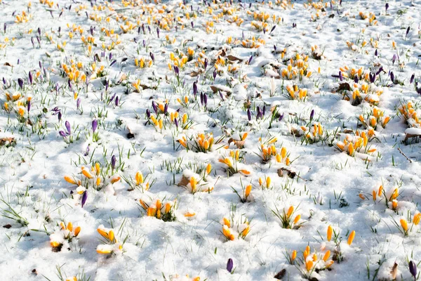 Flores de cocodrilo en nieve — Foto de Stock