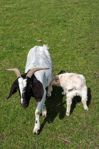 White goat suckling lamb — Stock Photo, Image