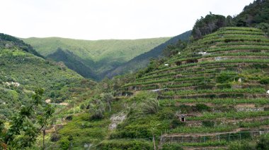 Vernazza, cinque terre şarap hills