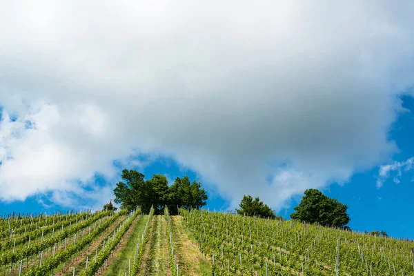 Printemps Vignoble avec un grand ciel bleu — Photo