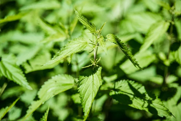 Stinging nettle — Stock Photo, Image