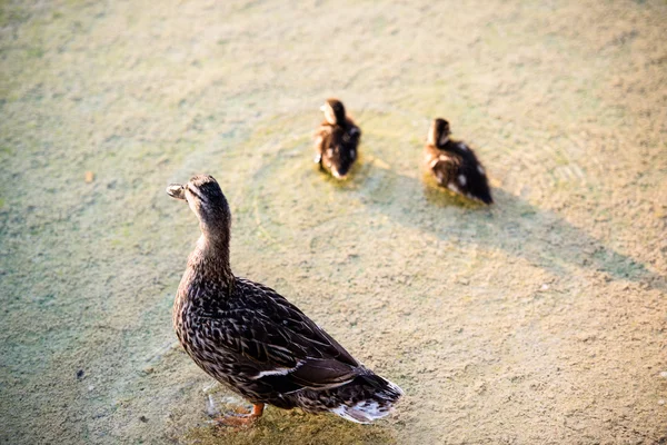 Duck family — Stock Photo, Image