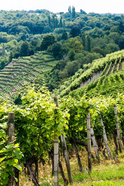 Vineyards in Stuttgart — Stock Photo, Image