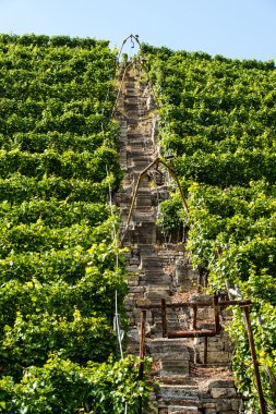Vineyards in Stuttgart with lift clipart
