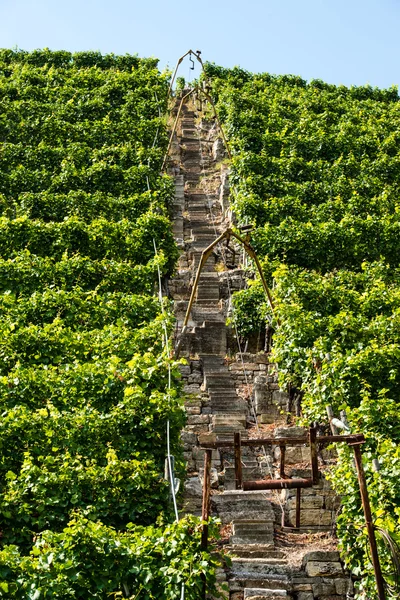 Vineyards in Stuttgart with lift — Stock Photo, Image