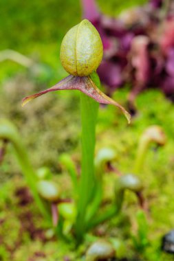 Cobra lily (Pitcher plant) clipart