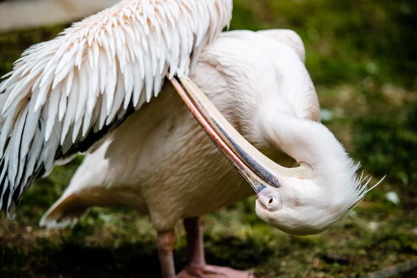 Pelican cleaning his plumage — Stock Photo, Image