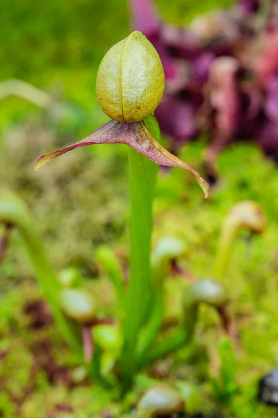 Cobra lily (Pitcher plant) — Stock Photo, Image