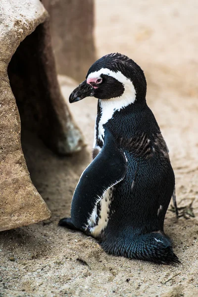Pinguino magellano — Foto Stock