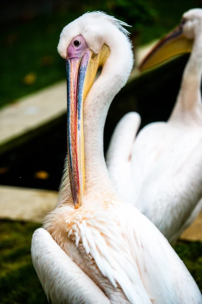 Pelican cleaning his plumage — Stock Photo, Image